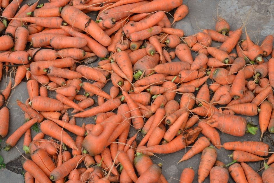 Mettere l'orto a riposo: i lavori d'autunno che ripagano in primavera