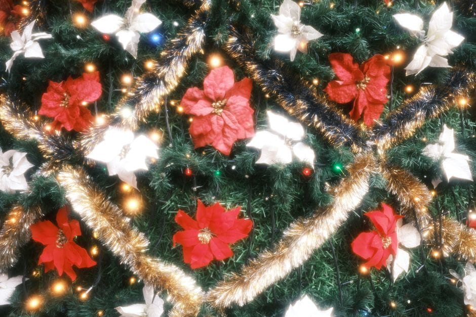 Stella di Natale: come sceglierla e farla durare oltre le feste