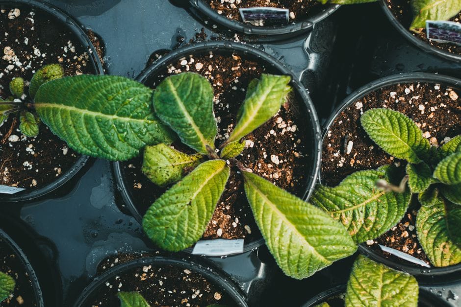 Seminare i pomodori in semenzaio: l'inizio dell'orto d'estate