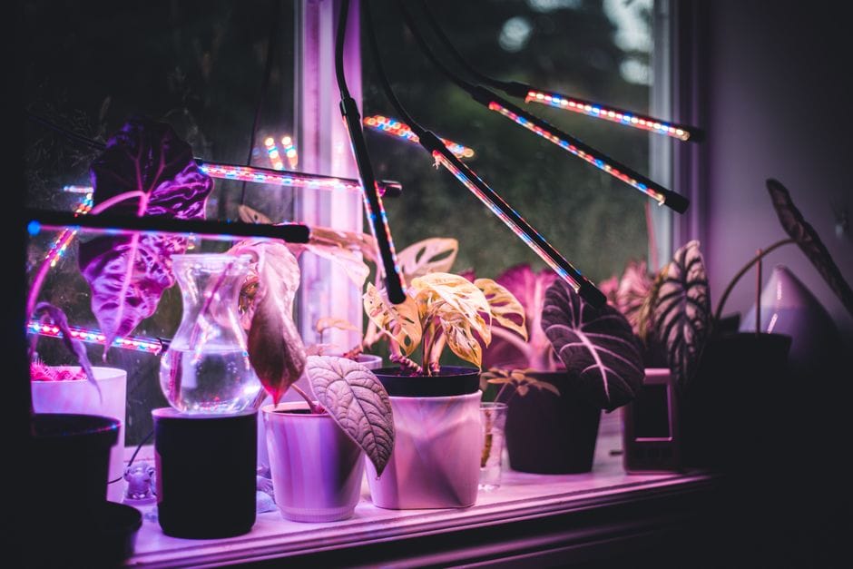 Piante d'appartamento in inverno: meno acqua, più luce