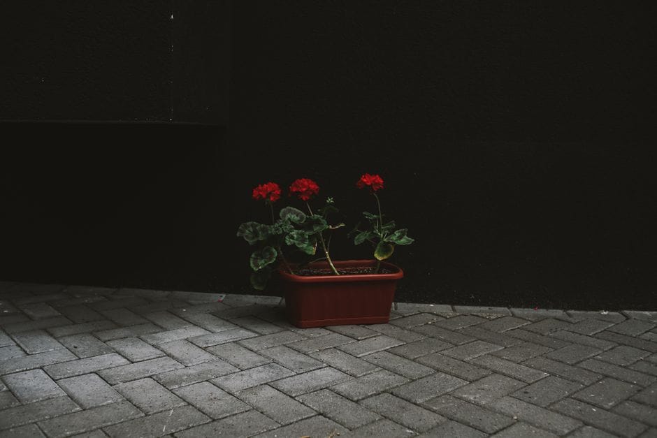 Balcone fiorito di primavera: scegliere le piante giuste