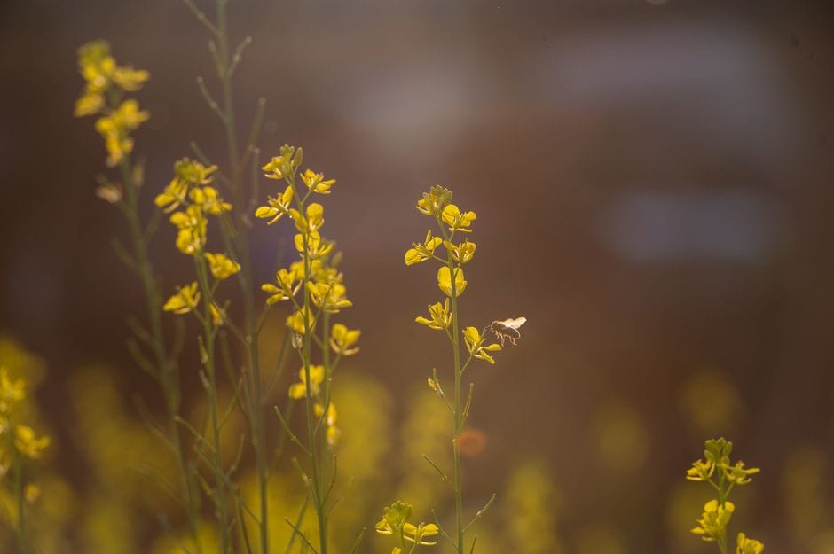 Attirare api e impollinatori: i fiori giusti per il giardino