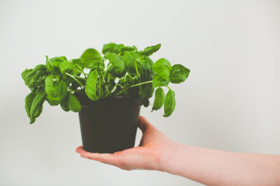 Erbe aromatiche sul davanzale: il piccolo orto d'inverno in cucina