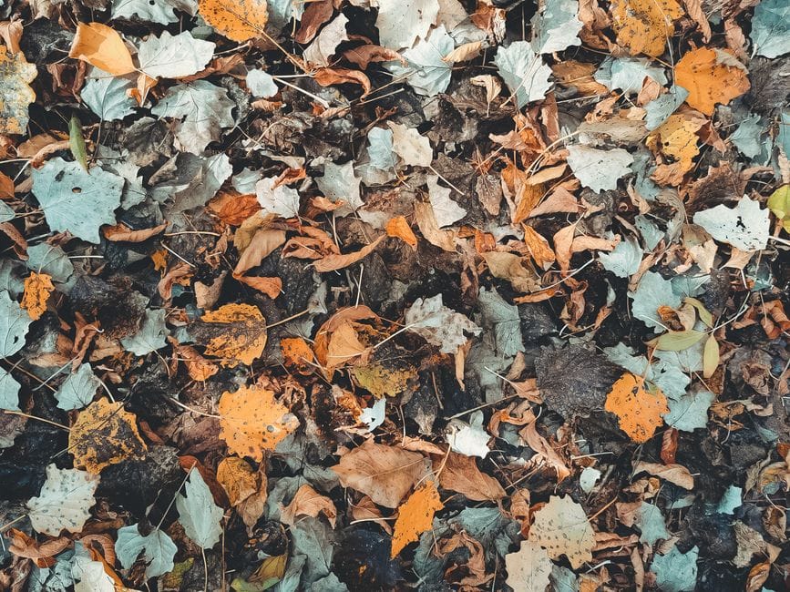 Foglie secche, una risorsa: dal terriccio di foglie al compost