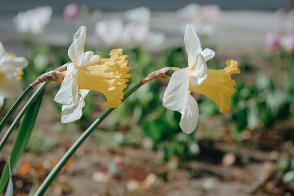 Bulbi d'autunno: piantare adesso per un balcone in fiore a marzo