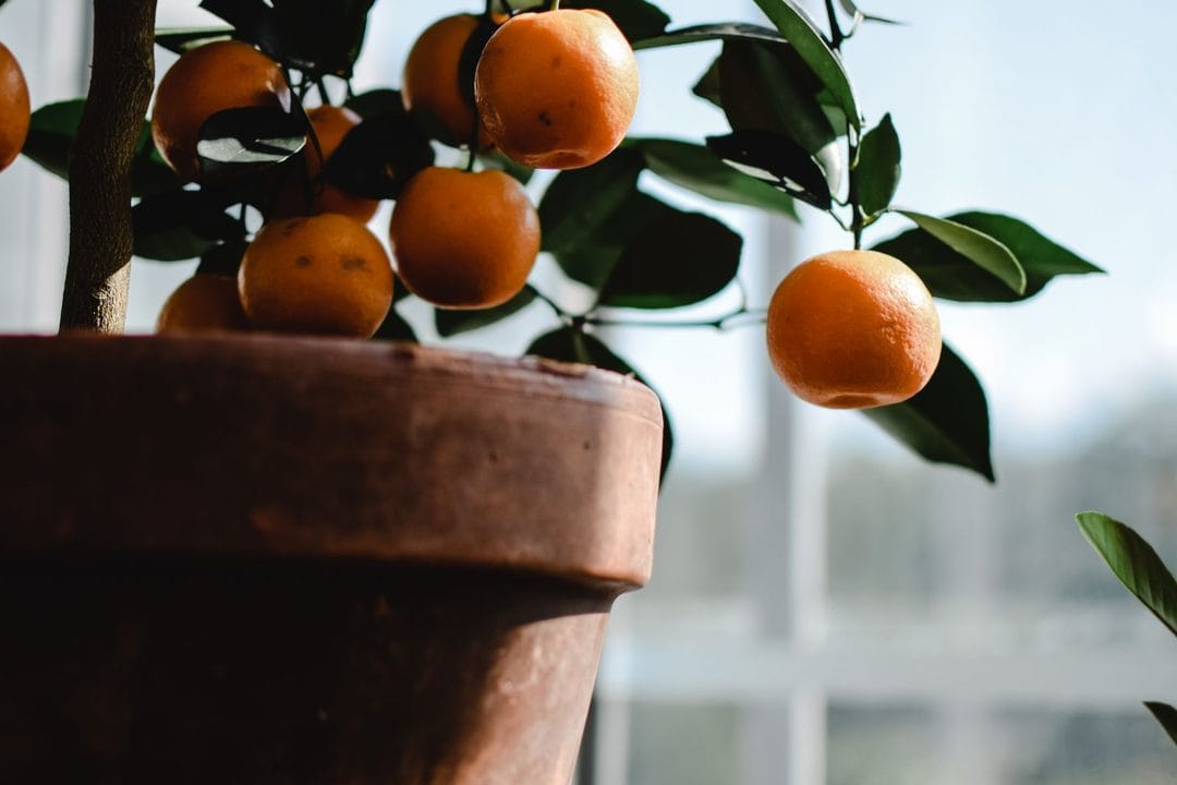 Piante da esterno a interno: quando e come traslocarle prima del freddo di ottobre
