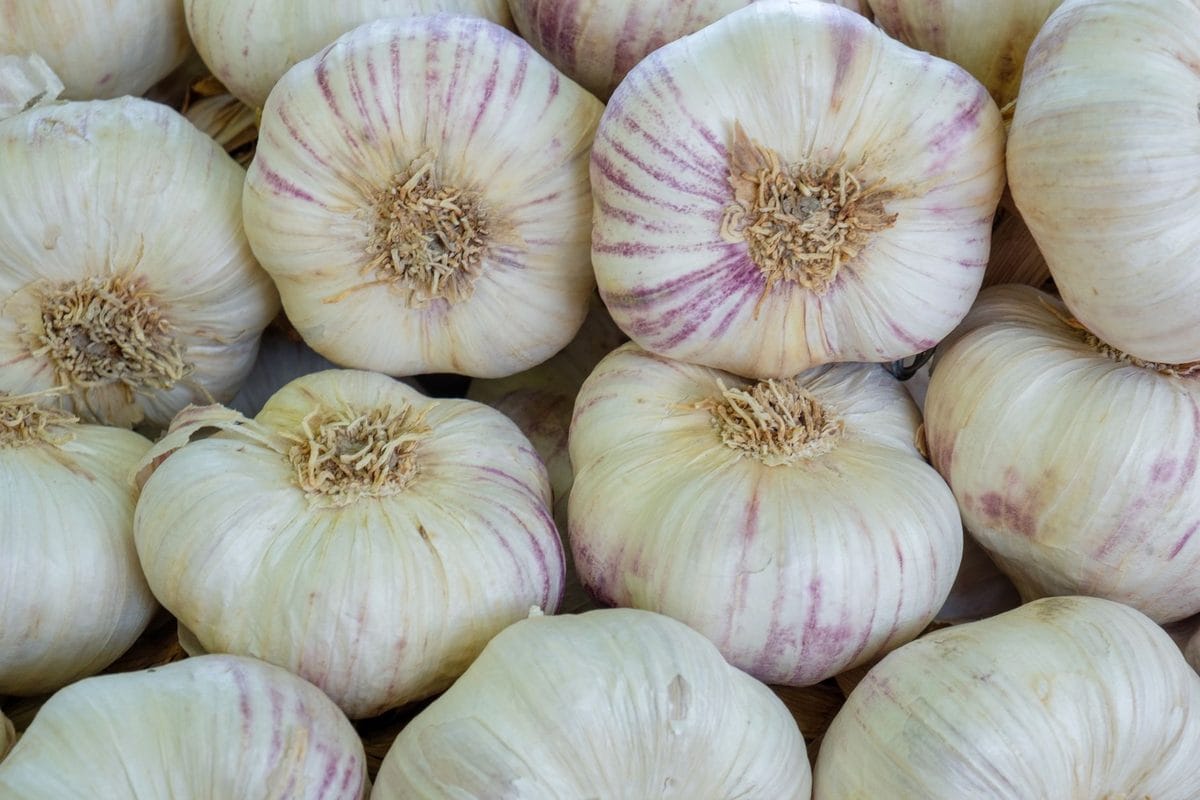 Semina d'autunno nell'orto: aglio, spinaci e valerianella per un raccolto anche in inverno