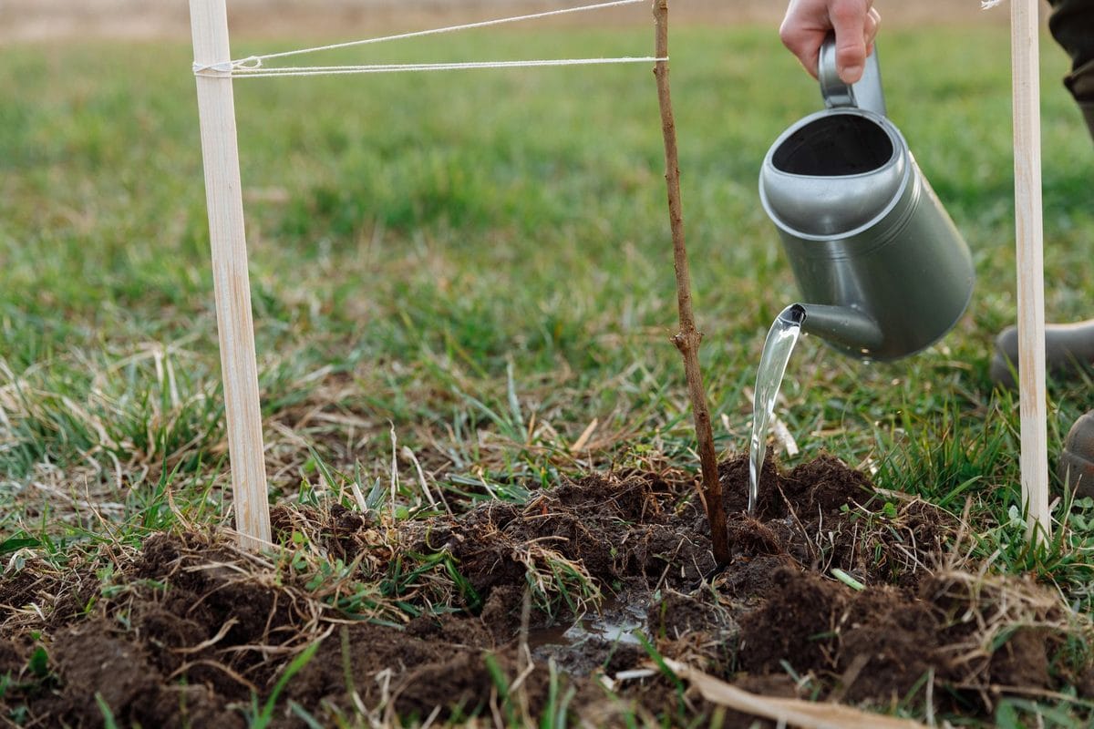 Piantare alberi e arbusti in autunno: quando e come mettere a dimora senza perdere le radici
