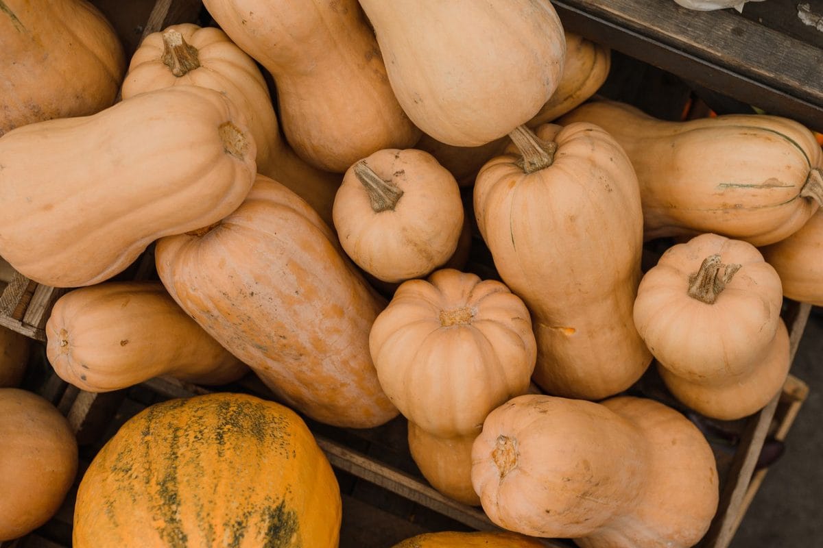 Zucche a ottobre: raccolta, stagionatura e conservazione fino a Natale