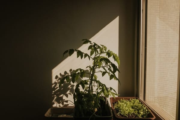 Orto sul balcone a giugno: pomodori e basilico che reggono il caldo