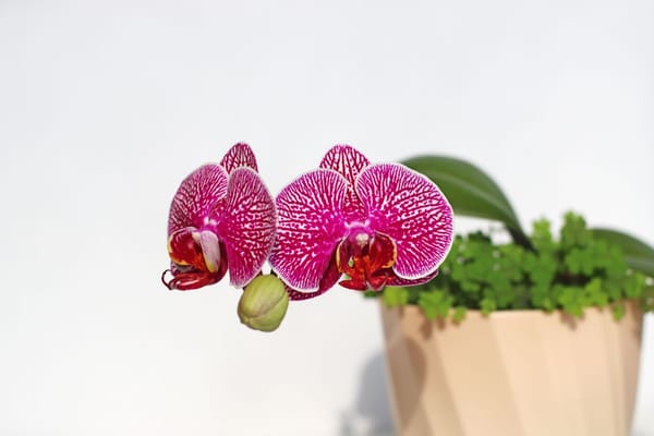 Orchidee: rinvaso e cure dopo la fioritura