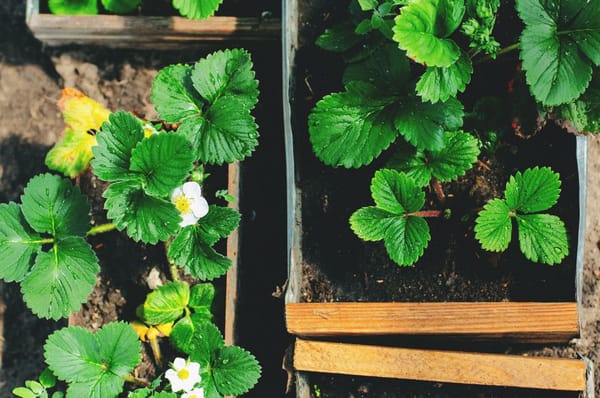 Fragole in vaso: coltivarle sul terrazzo dalla fioritura al raccolto