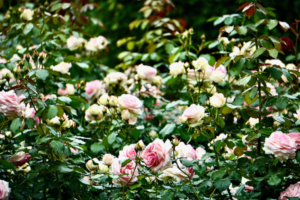 Rose in fiore: le cure di maggio per fioriture sane e abbondanti