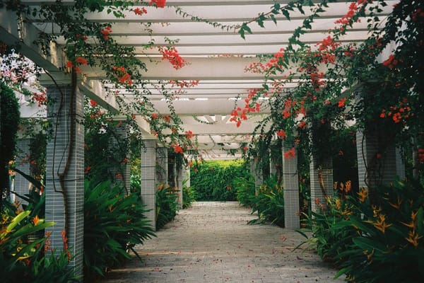 Creare una zona d'ombra in giardino con pergole e rampicanti