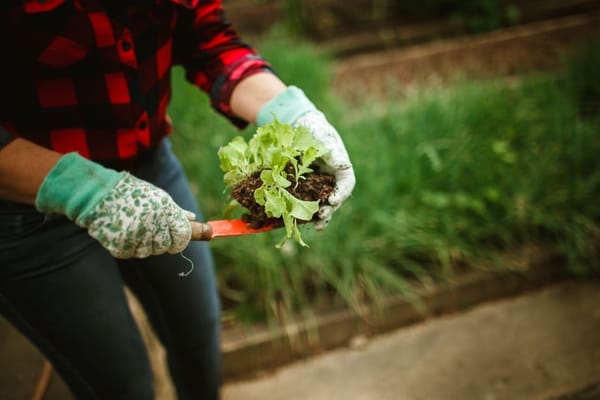 Trapiantare le piantine nell'orto: indurimento e messa a dimora