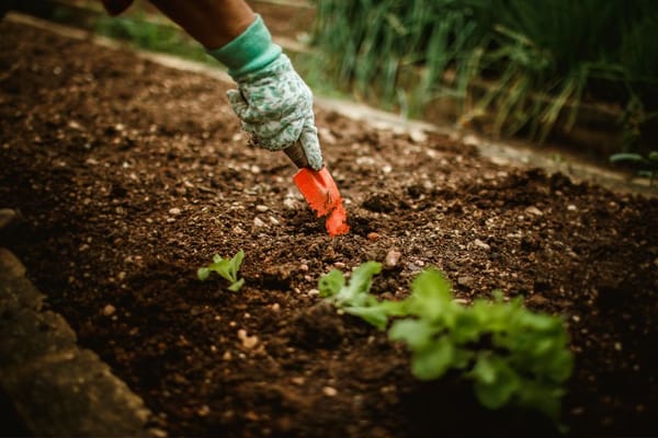 Preparare il terreno dell'orto: vangatura e concimazione di fine inverno