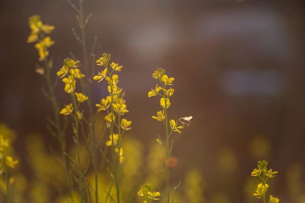 Attirare api e impollinatori: i fiori giusti per il giardino