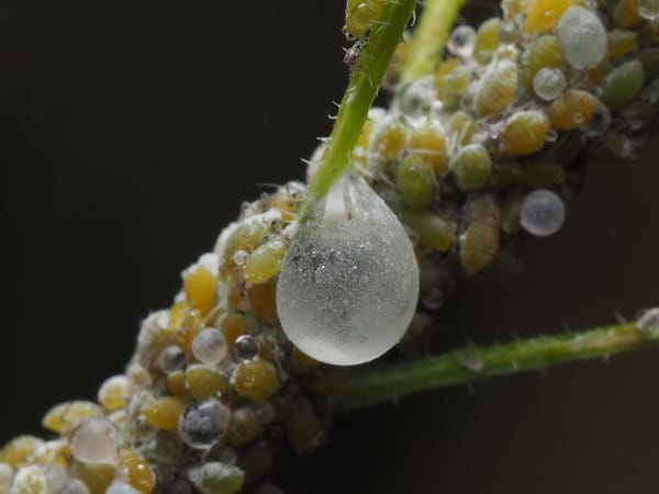 Afidi e parassiti: difendere orto e giardino in modo naturale