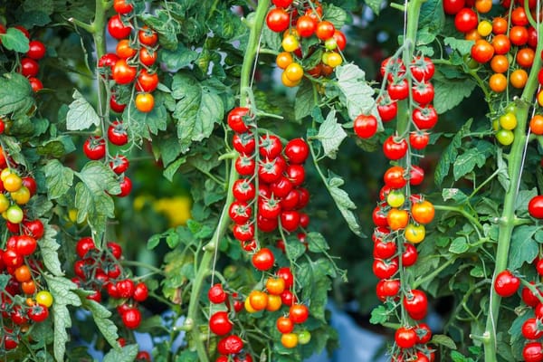 Pomodori in piena terra: tutori, cimatura e sfemminellatura