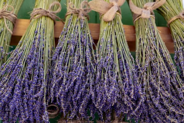 Erbe aromatiche: come raccoglierle ed essiccarle per l'inverno