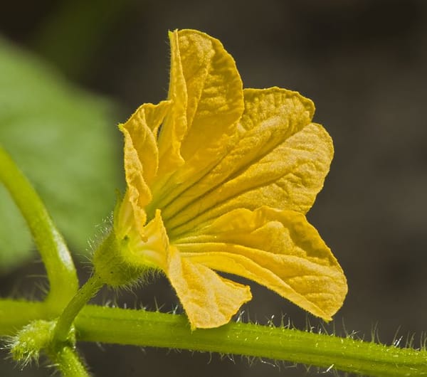 Zucchine e cetrioli: coltivarli e raccoglierli per tutta l'estate