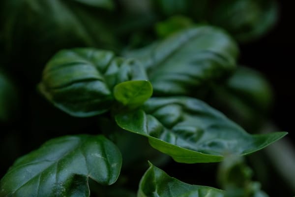Aromatiche in vaso: avviare basilico, prezzemolo e menta in primavera