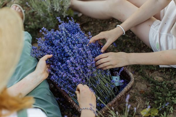 Zanzare in giardino: piante repellenti e accorgimenti utili