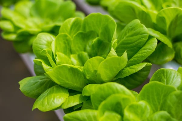 Insalate da taglio in vaso: raccolto continuo sul balcone
