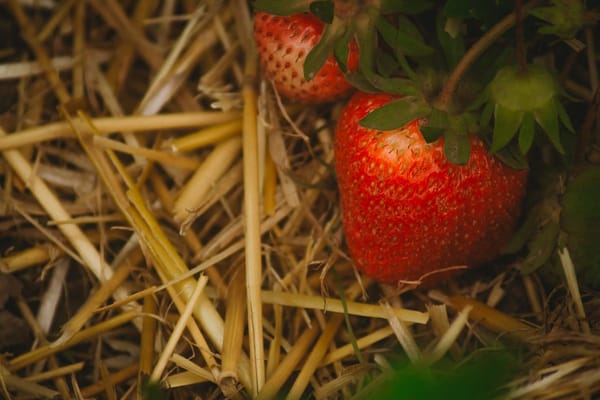 Pacciamatura estiva in orto e giardino: come proteggere le piante dal caldo e ridurre le annaffiature