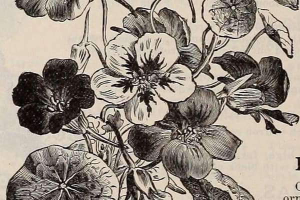 Semina tardiva ad agosto: cosa piantare in orto e giardino per il raccolto d'autunno
