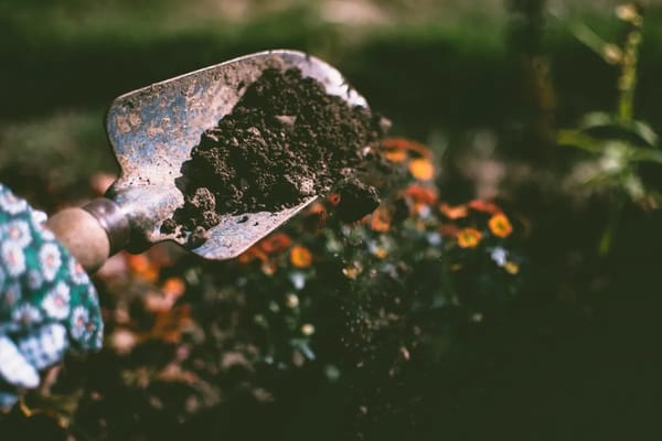 Rientro dalle vacanze: come salvare casa, orto e giardino dopo settimane di assenza