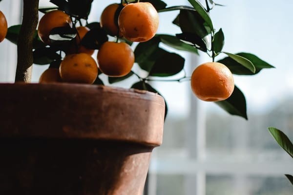 Piante da esterno a interno: quando e come traslocarle prima del freddo di ottobre